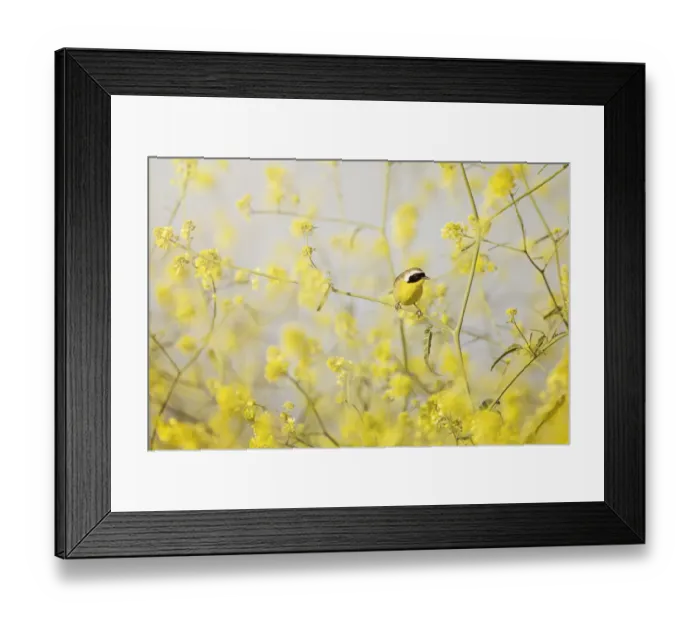 Framed Print : Common Yellowthroat Perched in Wild Mustard Framed Print : Common Yellowthroat Perched in Wild Mustard