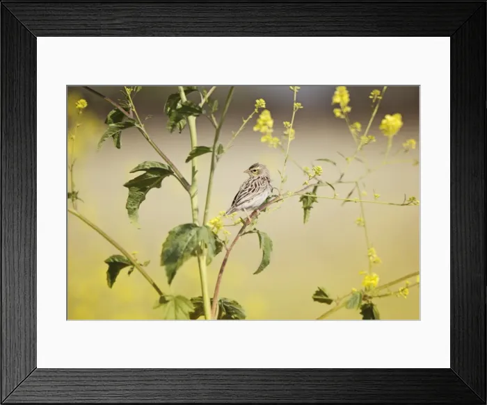 Framed Print : Female Orange Bishop in Wild Mustard Framed Print : Female Orange Bishop in Wild Mustard