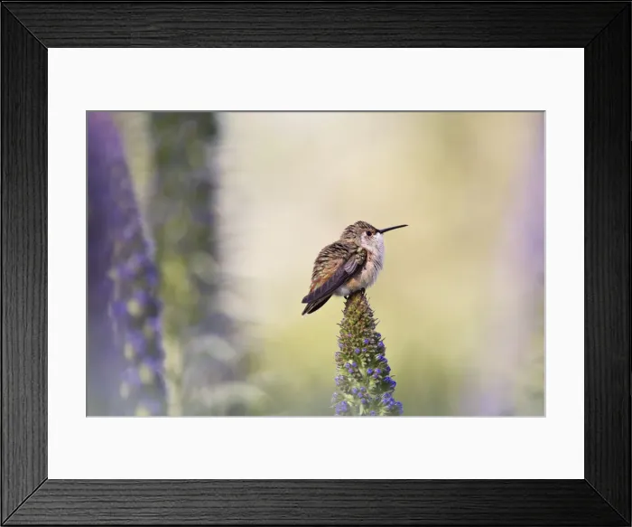 Framed Print : Hummingbird Pondering Springtime Framed Print : Hummingbird Pondering Springtime