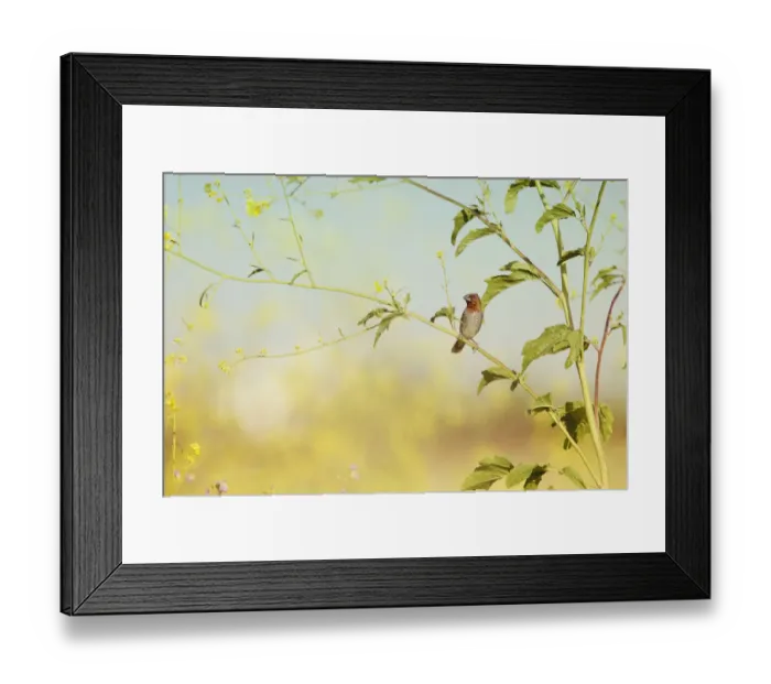 Framed Print : Spice Finch Perched in Wild Mustard Framed Print : Spice Finch Perched in Wild Mustard