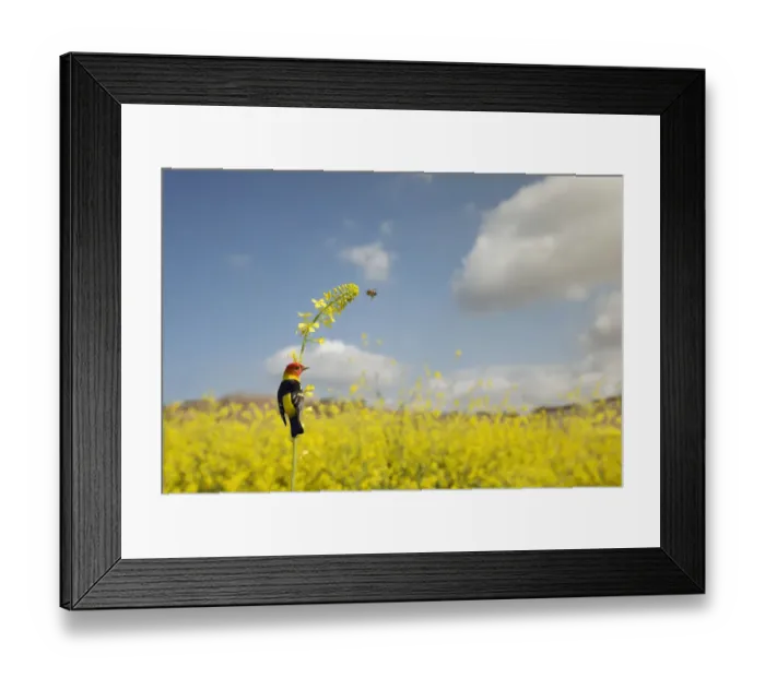 Framed Print : Western Tanager and Honey Bee Framed Print : Western Tanager and Honey Bee