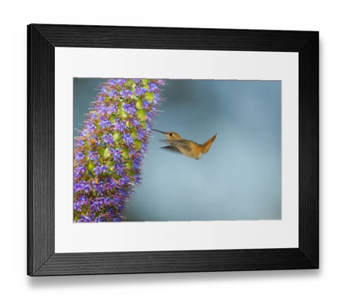Framed Print : Allens Hummingbird Framed Print : Allens Hummingbird