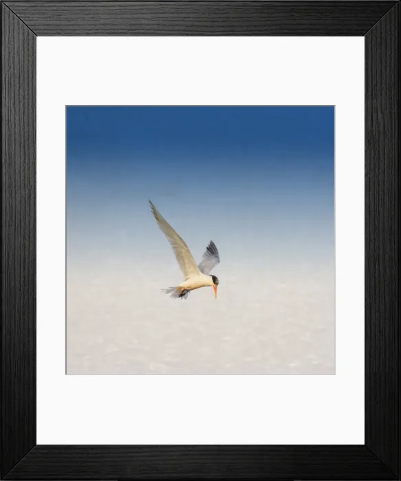Framed Print : Tern in flight Framed Print : Tern in flight