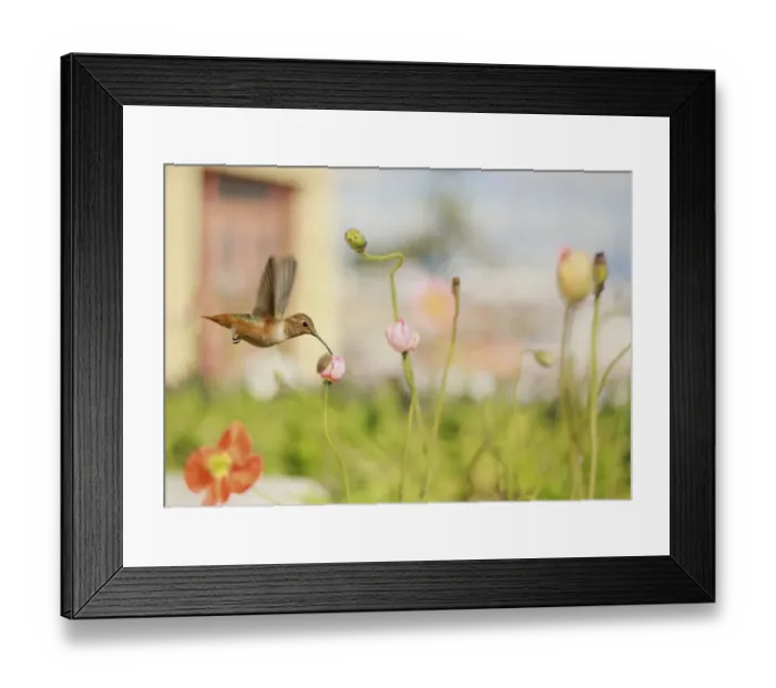 Framed Print : Hummingbird in spring garden Framed Print : Hummingbird in spring garden