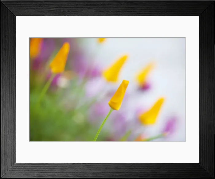 Framed Print : Poppies. Closed yellow poppies Framed Print : Poppies. Closed yellow poppies