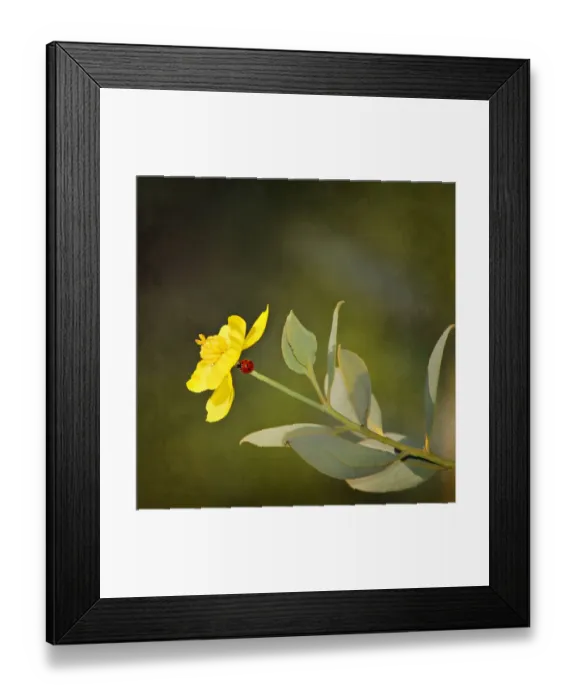 Framed Print : Lady bug on stem of yellow flower Framed Print : Lady bug on stem of yellow flower