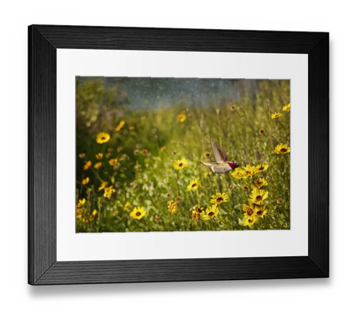 Framed Print : Hummingbird and sunflowers Framed Print : Hummingbird and sunflowers