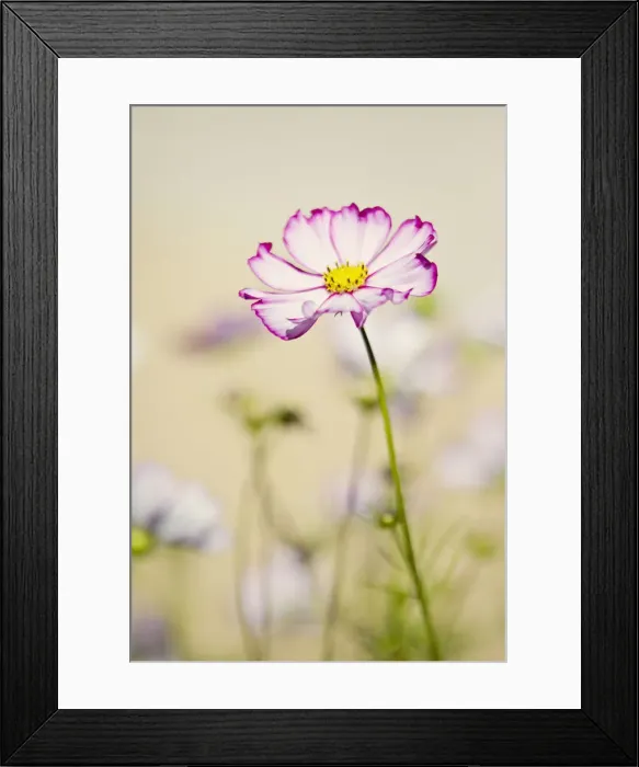 Framed Print : Cosmos in soft sunshine Framed Print : Cosmos in soft sunshine