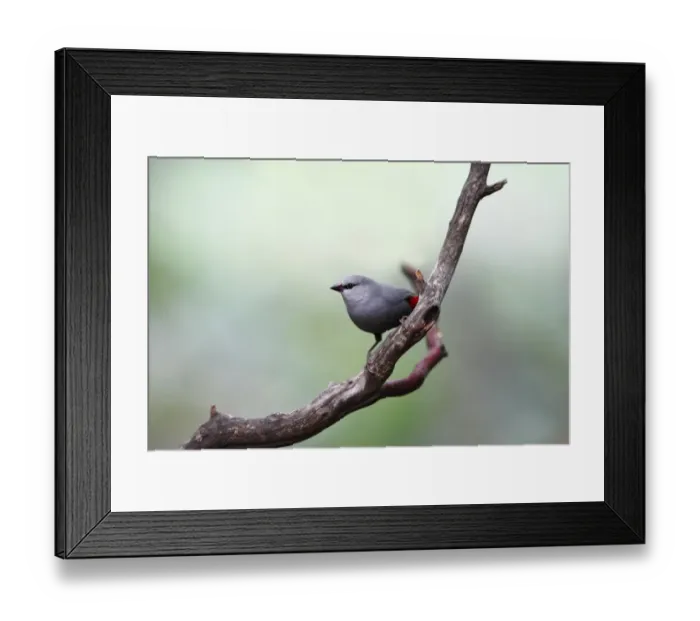 Framed Print : West african lavender waxbill finch Framed Print : West african lavender waxbill finch