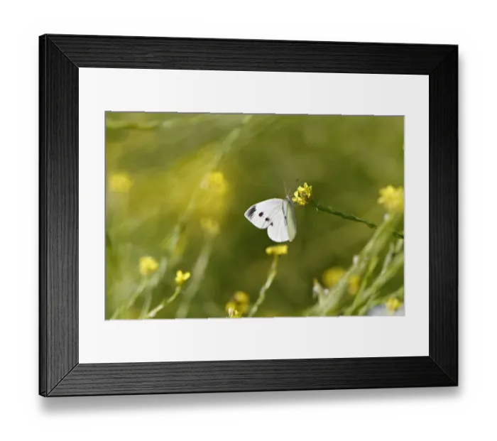 Framed Print : Cabbage white butterfly on yellow flower Framed Print : Cabbage white butterfly on yellow flower