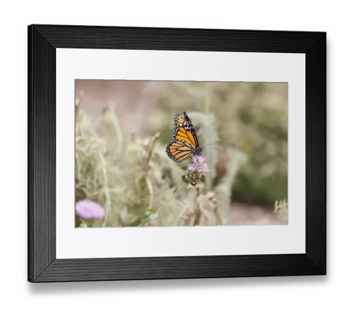 Framed Print : Monarch butterfly perched on thistle Framed Print : Monarch butterfly perched on thistle