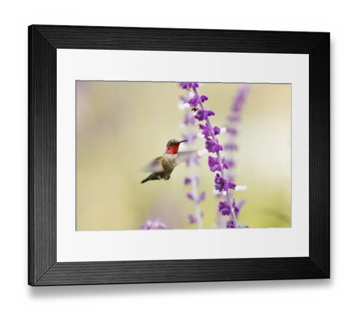 Framed Print : Hummingbird at purple and white wildflowers Framed Print : Hummingbird at purple and white wildflowers