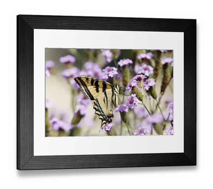 Framed Print : Swallowtail butterfly on wildflowers Framed Print : Swallowtail butterfly on wildflowers