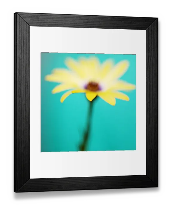 Framed Print : Yellow African daisy Framed Print : Yellow African daisy