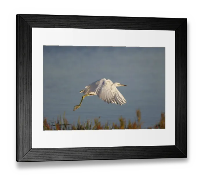 Framed Print : Immature little blue heron in flight Framed Print : Immature little blue heron in flight