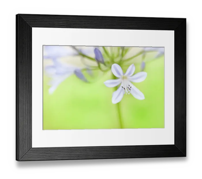Framed Print : Lily of Valley in August Light Framed Print : Lily of Valley in August Light