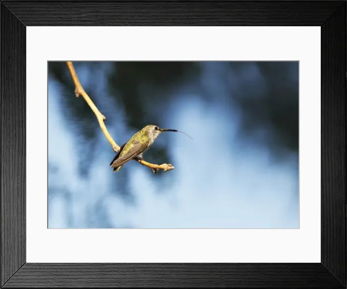 Framed Print : Hummingbird Framed Print : Hummingbird