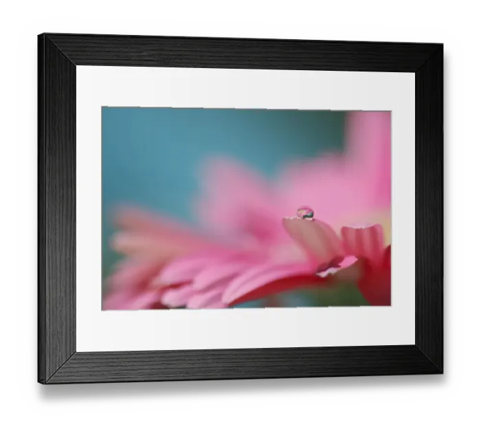 Framed Print : Droplet on daisy