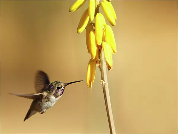 Costas Hummingbird at yellow desert flower