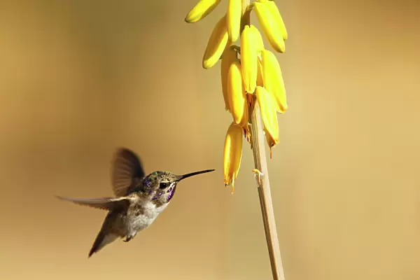 Costas Hummingbird at yellow desert flower