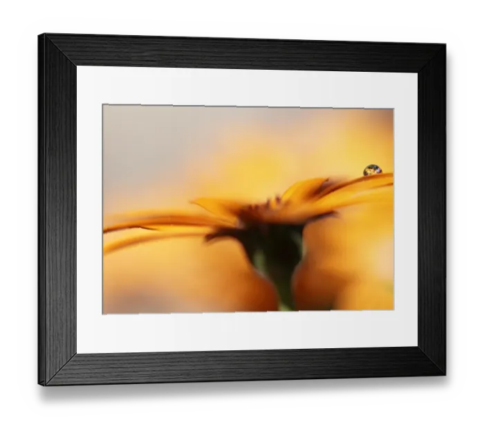 Framed Print : Water droplet on Gerbera daisy Framed Print : Water droplet on Gerbera daisy