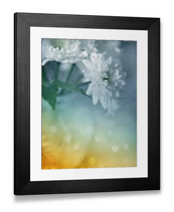 Framed Print : Whispery white vintage daisy mums