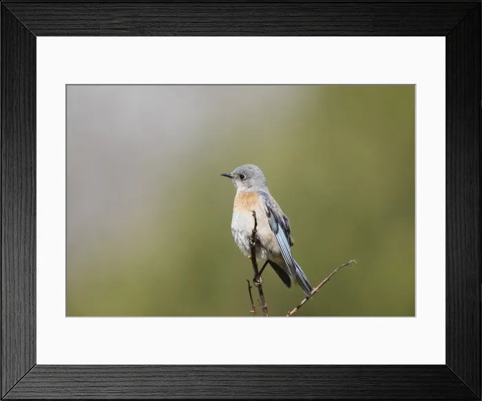 Framed Print : Western bluebird perching on twig Framed Print : Western bluebird perching on twig