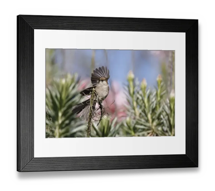 Framed Print : Bush Tit with spread wing Framed Print : Bush Tit with spread wing