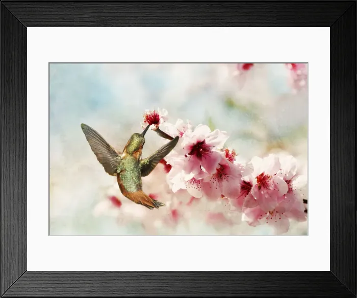 Framed Print : Hummingbird in blossoms Framed Print : Hummingbird in blossoms