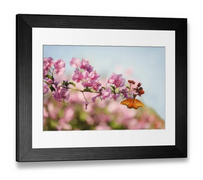 Framed Print : Gulf Fritillary Butterfly & Bougainvillea