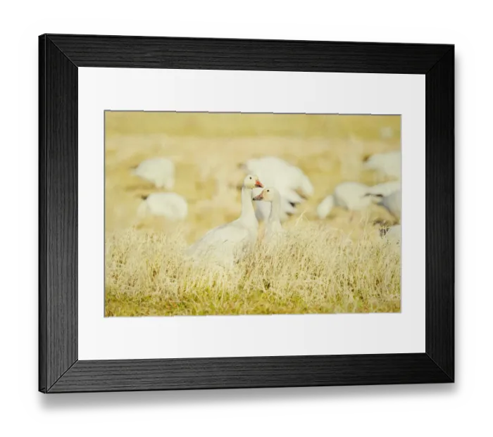 Framed Print : Snow geese in field