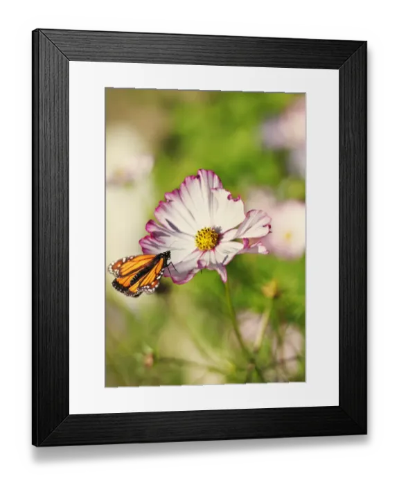 Framed Print : Monarch Butterfly perched on cosmos Framed Print : Monarch Butterfly perched on cosmos