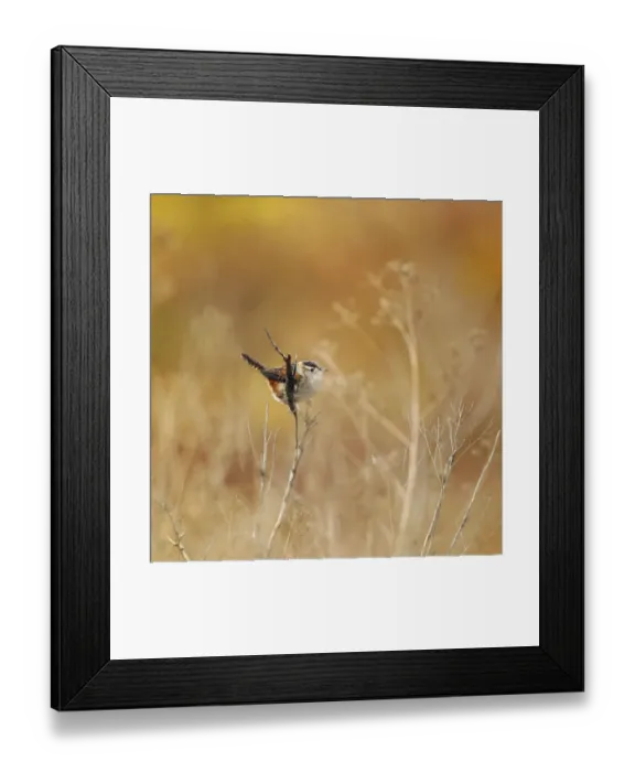 Framed Print : Marsh wren in field of gold Framed Print : Marsh wren in field of gold