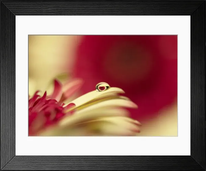 Framed Print : Daisy in droplet macro Framed Print : Daisy in droplet macro