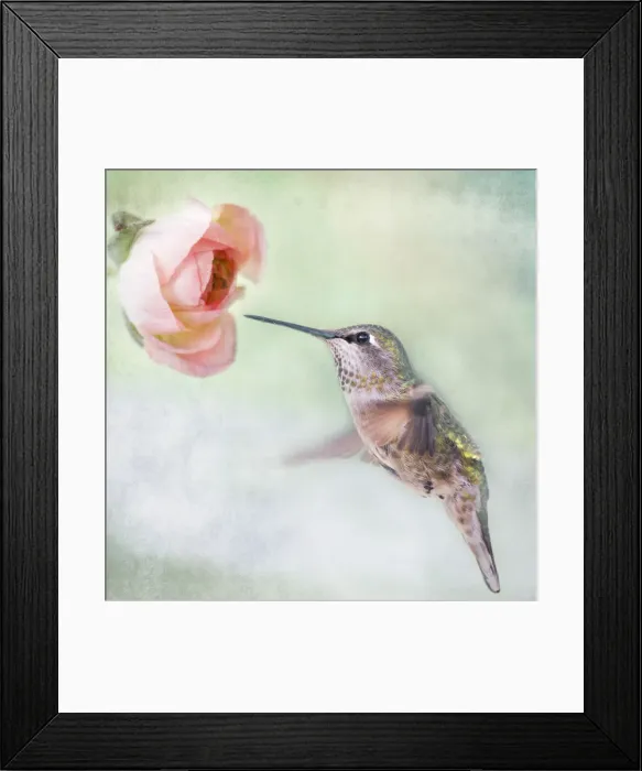 Framed Print : Hummingbird and Ranunculus Framed Print : Hummingbird and Ranunculus