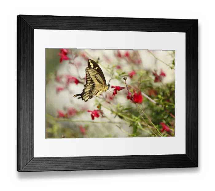 Framed Print : Swallowtail Butterfly on wildflowers Framed Print : Swallowtail Butterfly on wildflowers