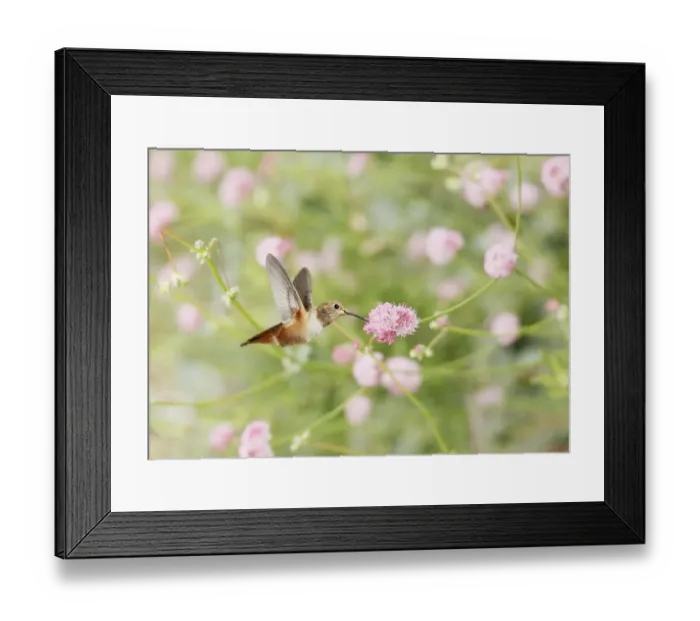 Framed Print : Allens Hummingbird at pink wildflowers Framed Print : Allens Hummingbird at pink wildflowers