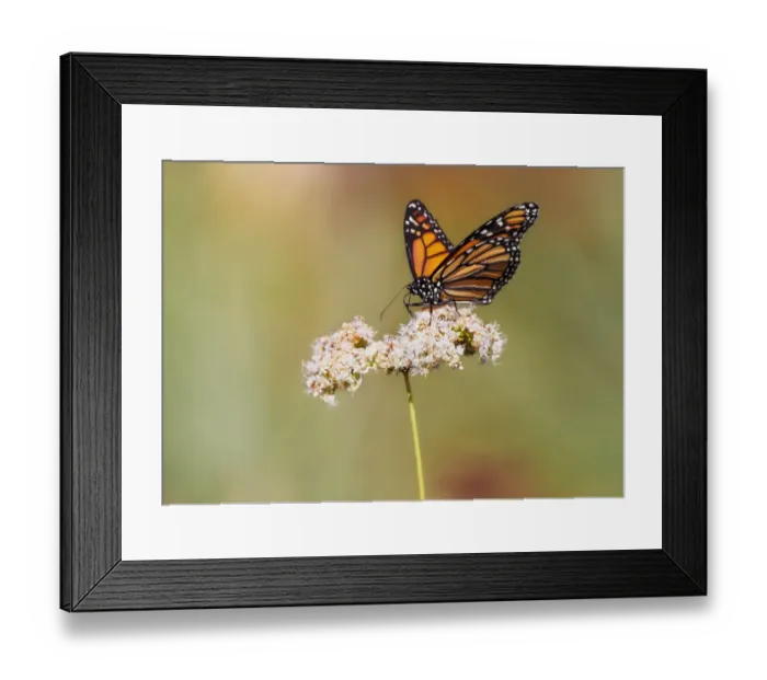 Framed Print : Monarch butterfly perched on wildflower