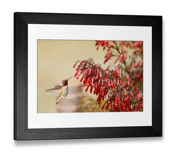 Framed Print : Hummingbird and Vibrant Red Chuparosa Framed Print : Hummingbird and Vibrant Red Chuparosa