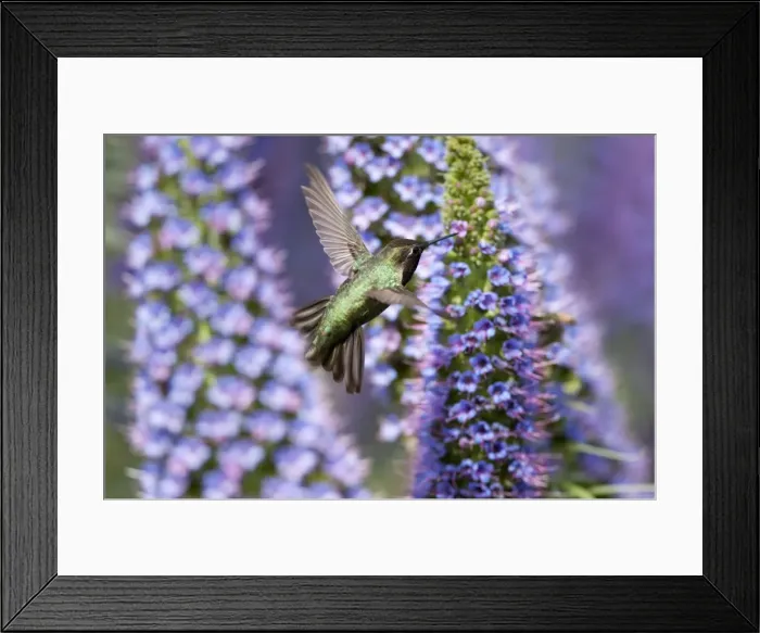 Framed Print : Hummingbird and Pride of Madeira Wildflower