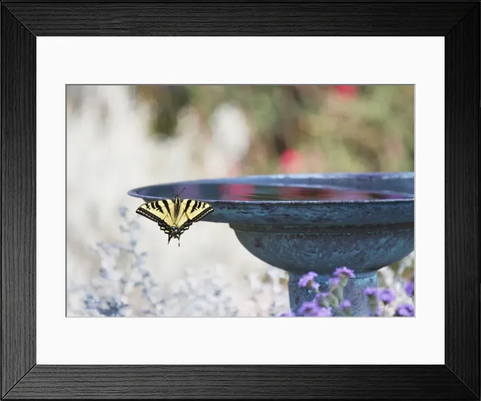 Framed Print : Swallowtail Butterfly on Birdbath Framed Print : Swallowtail Butterfly on Birdbath