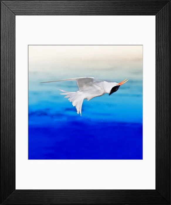 Framed Print : Elegant Tern Twisting Framed Print : Elegant Tern Twisting