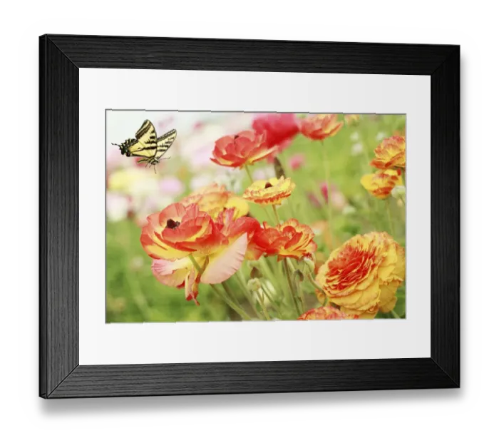 Framed Print : S P R I N G F E V E R Framed Print : S P R I N G F E V E R
