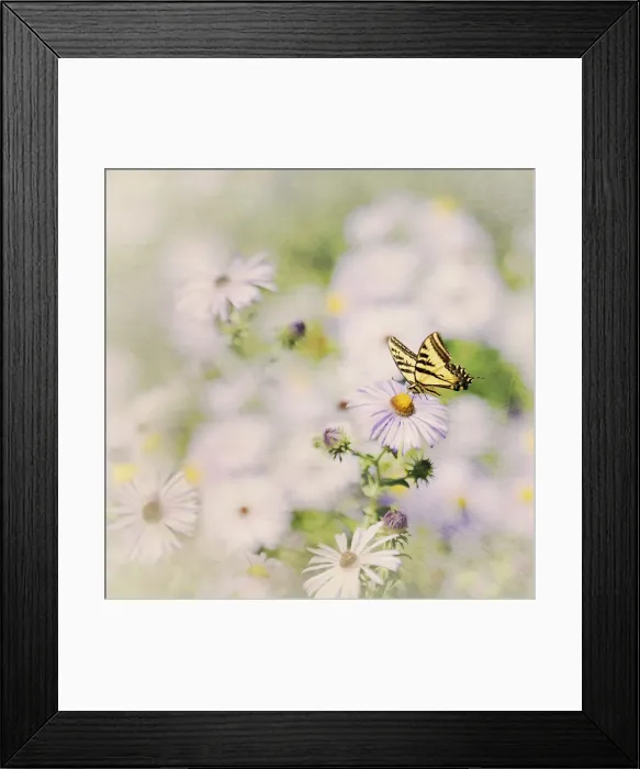 Framed Print : Western Tiger Swallowtail Butterfly Framed Print : Western Tiger Swallowtail Butterfly
