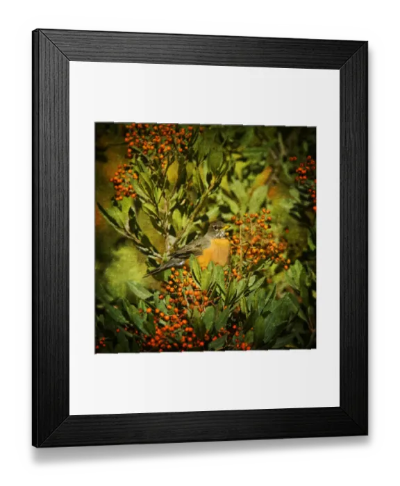 Framed Print : American Robin and Berries Framed Print : American Robin and Berries