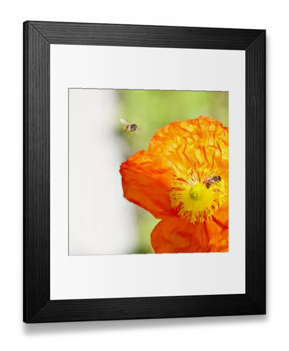 Framed Print : Bee Whiz. A closeup, macro capture of a bee with tiny wings spread Framed Print : Bee Whiz. A closeup, macro capture of a bee with tiny wings spread