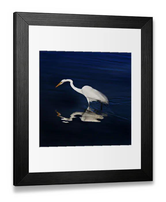 Framed Print : Great Egret Self Reflections Framed Print : Great Egret Self Reflections