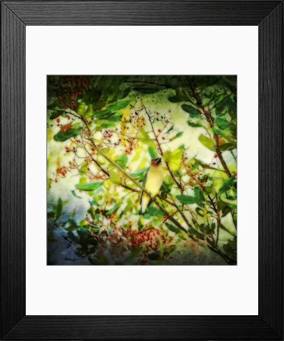 Framed Print : Magical View of a Cedar Waxwing Framed Print : Magical View of a Cedar Waxwing