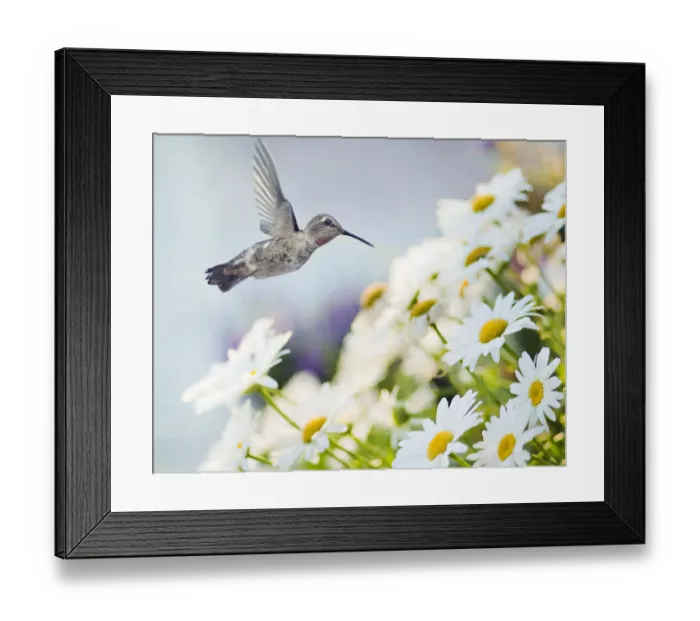 Framed Print : Cherished Annas Hummingbird Framed Print : Cherished Annas Hummingbird