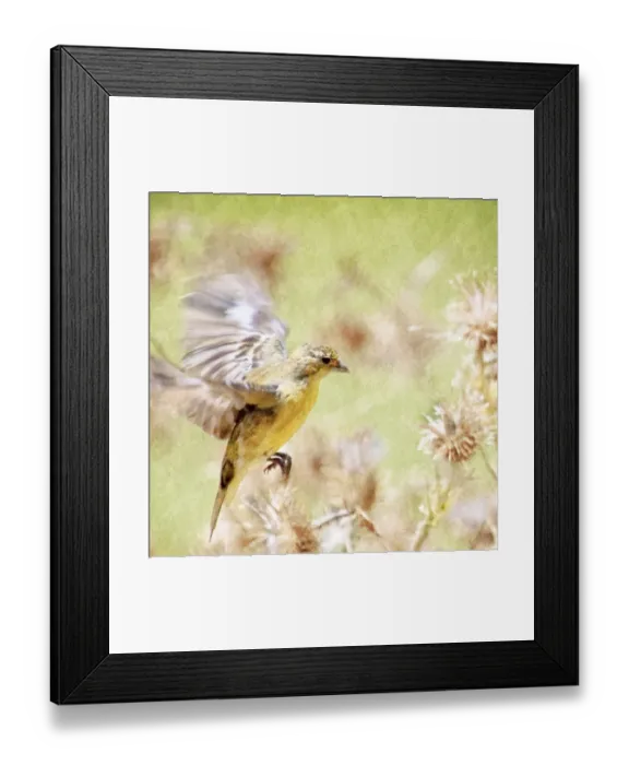 Framed Print : Gentle Serenity! A Goldfinch in Flight Framed Print : Gentle Serenity! A Goldfinch in Flight